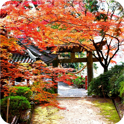 秋月(秋月城跡)